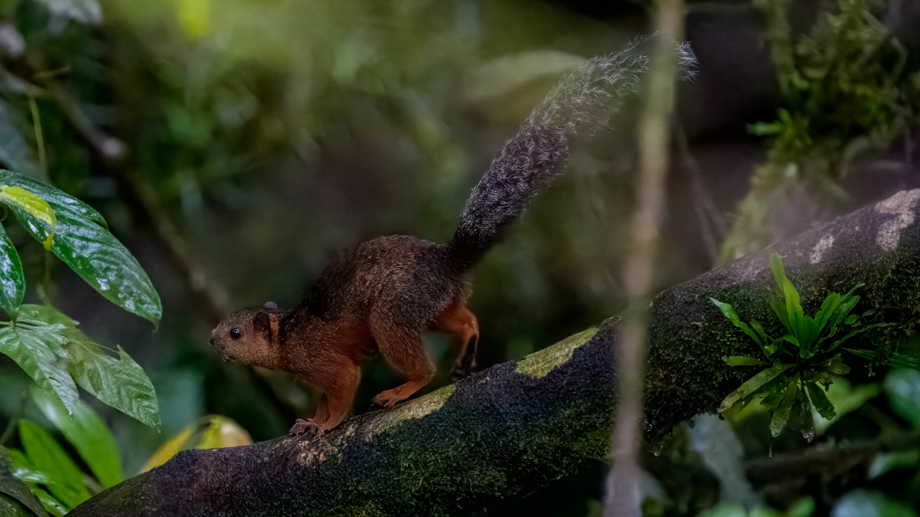 Bunthörnchen, Sciurus variegatoides, Variegated Squirrel, Ardilla Colorida